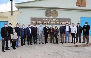 Zeytinyağı üretiminde önemli adım