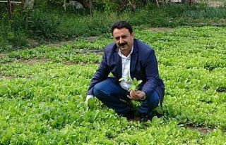 2021’de 150 bin ton tütün elde edilmesi bekleniyor