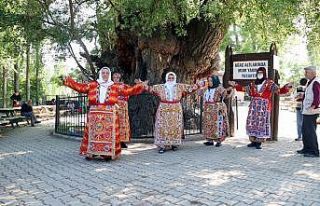 20 metre boyundaki asırlık ulu kavak ağacı, heybetli...