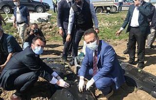 22 bin 500 çilek fidesi toprakla buluştu