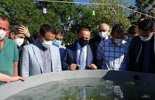 22 bin yavru balık Çanakkale Boğazı’na bırakıldı