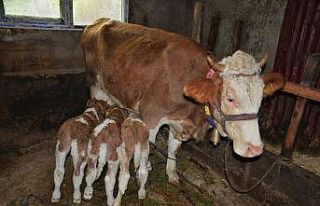 2 yaşındaki inek ’üçüz’ doğurdu: Herkes...