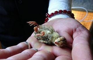 3 ayaklı bıldırcın görenleri şaşırttı