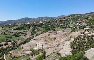 4 milyon meyve fidanı toprakla buluşuyor