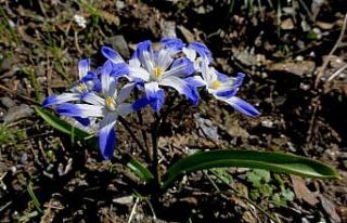 8 yıl önce keşfedilen ‘Denizli sümbülü’...