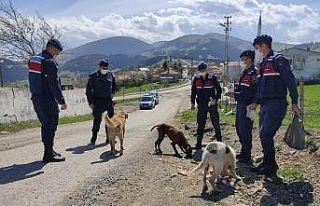Aç kalan sokak hayvanlarını jandarma besliyor