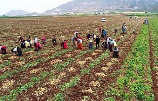 Adana’da erkenci patates hasadı başladı