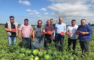 Adana’da karpuz hasadı başladı