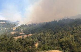 Adana’da orman yangını