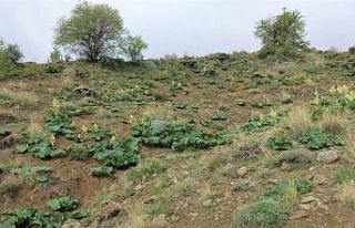 Adeta kanser savaşçısı doğada kendiliğinden...