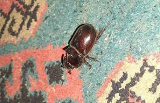 Adıyaman’da gergedan böceği görüldü