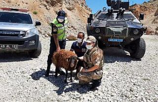 AFAD ve jandarma ekipleri, dağda mahsur kalan koyun...