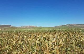 Afet sonrası çiftçi büyük zarar gördü, ziraat...