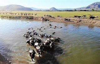 Afrika değil Tokat, bu görüntüler belgeselleri...