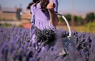 Afşin’de kırsal kalkınma aromatik bitkilerle...