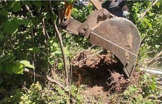 Ağacın dibine sıkışan köpek için seferber oldular