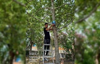 Ağaçlara kuş yuvası astılar