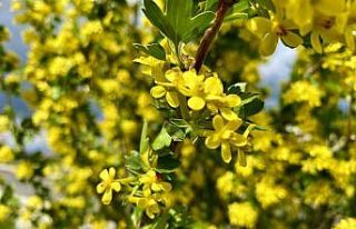 Ağrı’da bahar mevsimine yakışan kartpostallık...