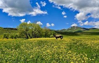 Ağrı’da mevsim çiçeklerinden renk cümbüşü