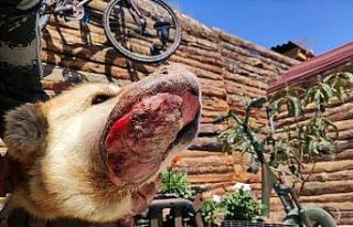 Ağzında kanser olan köpek tedavi altına alındı