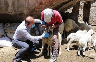 Ahıra giren kurt 10 koyunu öldürerek telef etti