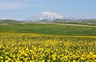 Ahlat’ta renk cümbüşü