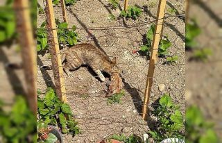 Akar borusunda sıkışan minik kedinin yardımına...