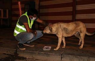 Akçakale Belediyesi sokaktaki canlara sahip çıktı
