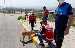 Akdeniz Belediyesi sokak hayvanlarını unutmadı