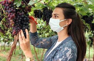 Akdeniz’in siyah incisi yüzleri güldürüyor