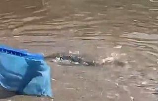 Alanya sahilinde dev balon balıkları sahile vurdu