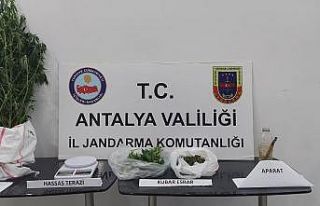Alanya’da jandarmadan kenevir operasyonu