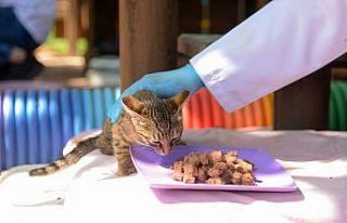 Alanya’da kısıtlama boyunca sokak hayvanlarına...