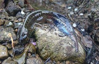 Alaplı’da nesli tükenmekte olan "Kafkas semenderi"...