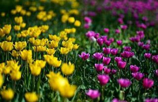 Altındağ’a rengarenk laleler