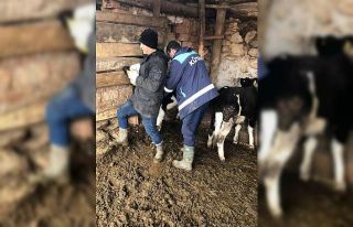 Altıntaş’ta büyükbaş ve küçükbaş hayvanlara...