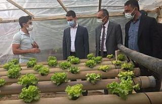 Altıntaş’ta ’’Topraksız sera’’