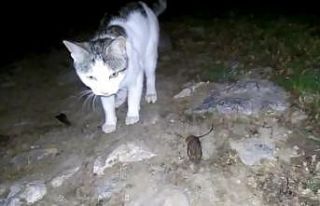 Amasya’da "Kedinin fareyle oynadığı gibi...