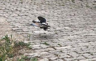 Amasya’da kumruların kavgası kameraya yansıdı