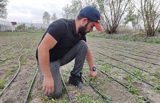 Amasyalı genç çiftçinin seracılık merakı, hayatının...