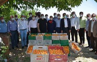 Amik Ovası’nda kayısı hasadı başladı