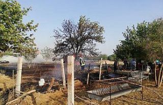 Anız yangını 2 küçükbaş hayvan telef etti