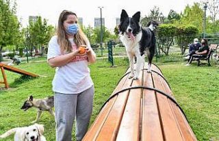 Ankara Büyükşehirden hayvanseverler için pati...