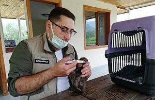 Annelerinin terk ettiği kaya sansarları koruma altına...