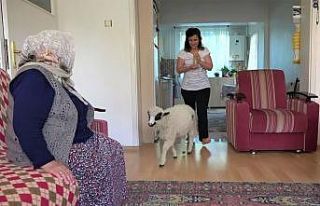 Annesinin reddettiği kuzuyu evinde besliyor