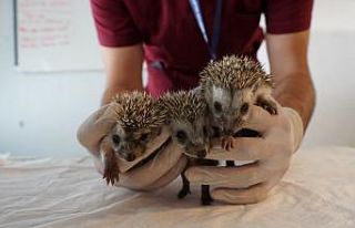 Annesiz kalan 3 yavru kirpi, koruma altına alındı