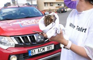 Annesiz kalan minik kedi yavrusu yeni annesine kavuştu