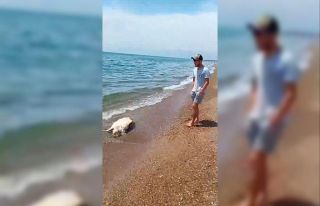 Antalya’da caretta caretta ölüsü sahile vurdu