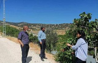 Antep fıstığında 5 bin ton rekolte bekleniyor