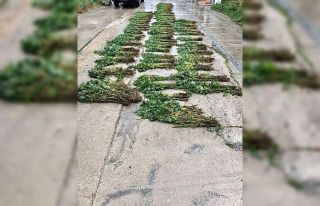 Apartman etrafında yetişenleri yabani ot sandılar,...